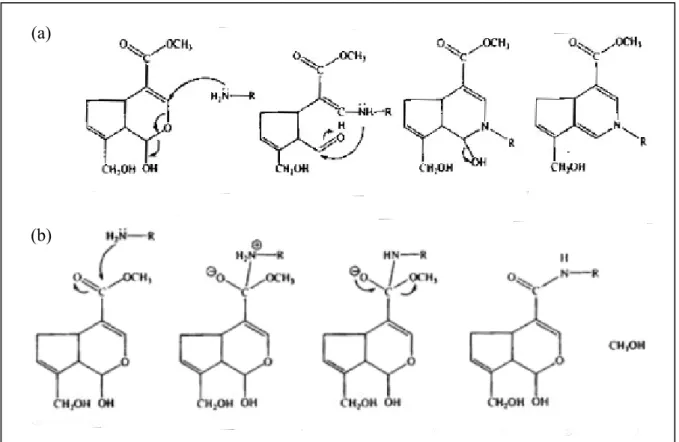 Figura 3-2. Schema della reazione della genipina con catene macromolecolari contenenti  ammine primarie: (a) primo stadio della reazione (attacco nucleofilo); (b) secondo stadio di  reazione (sostituzione nucleofila)