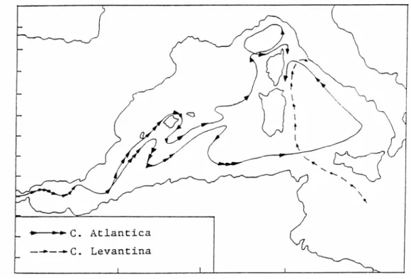 Fig. 3.5 - Circolazione delle masse d’acqua a grande scala nel Mediterraneo Occidentale  (modificato da Astraldi et al., 1990)
