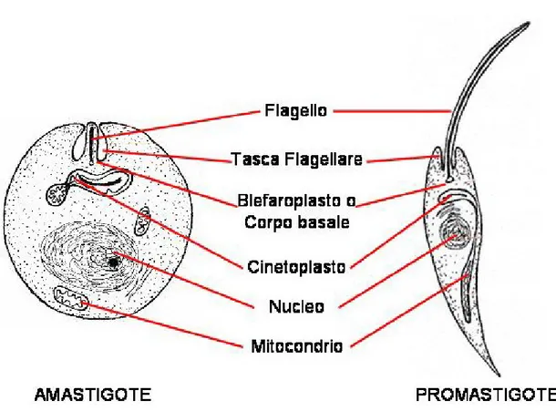Figura 2. Rappresentazione schematica di amastigote e promastigote