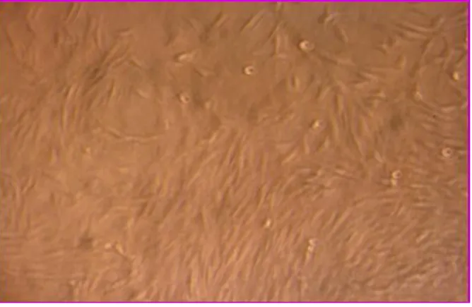Figura 3.1: I fibroblasti hanno raggiunto la confluenza dopo circa 20 giorni in  coltura 