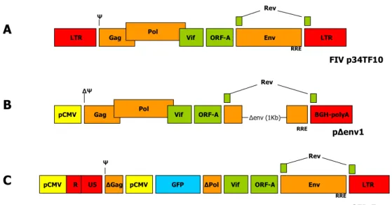 Figura 3.2:A: Genoma  wild-type  di FIV; B: costrutto di  packaging  ; C: vettore  utilizzato per la trasfezione e la traduzione 