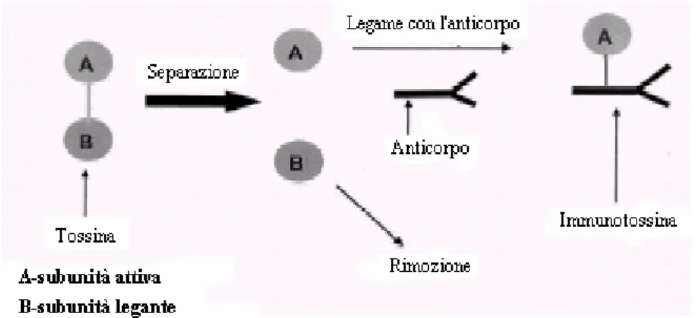 Figura 2.    Schema di preparazione dell’immunotossina 