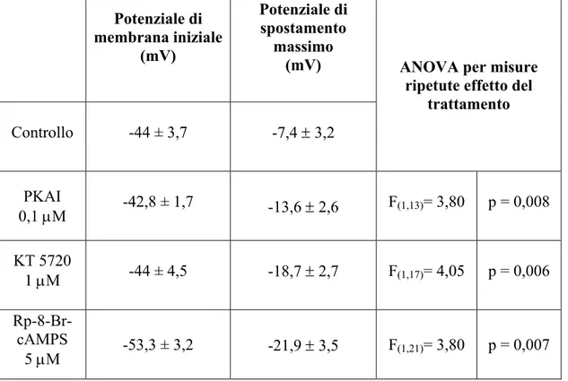 Tabella 1  Potenziale di  membrana iniziale  (mV)  Potenziale di spostamento massimo  (mV)  Controllo  -44 ± 3,7  -7,4 ± 3,2 