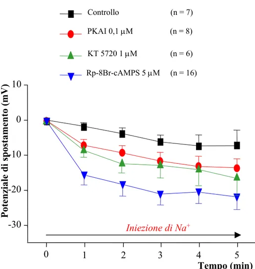 Fig. 11: Iniezione di Na +  in presenza di vari inibitori delle PKA.