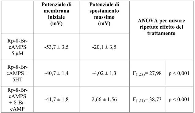 Tabella 2  Potenziale di  membrana  iniziale  (mV)  Potenziale di spostamento massimo (mV)   Rp-8-Br-cAMPS  5 µM  -53,7 ± 3,5  -20,1 ± 3,5 