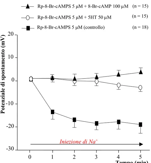 Fig. 12: L’inibizione delle PKA non influenza gli effetti prodotti da  5HT e 8-Br-cAMP sulla Na + /K + -ATPasi.