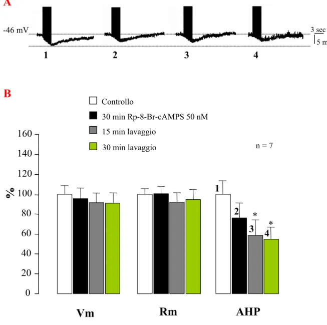 Fig. 13: Effetti dell’Rp-8-Br-cAMPS sull’attivazione fasica della Na + /K + - -ATPasi
