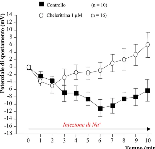 Fig. 14: Effetto della cheleritrina sull’azione tonica elettrogenica  della Na + /K + -ATPasi.