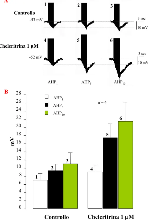 Fig. 15: Effetti della cheleritrina sull’incremento dell’ampiezza della AHP  in seguito a stimolazione ripetuta.