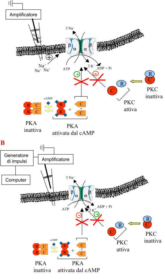 Fig. 16:  A : Schema riassuntivo della modulazione esercitata dalle PKA e dalle  PKC sull’attivazione tonica dell’enzima di membrana Na + /K + -ATPasi
