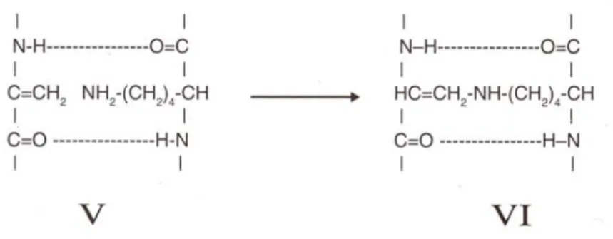 Figura 3.2.5  - Formazione della lisinoalanina 