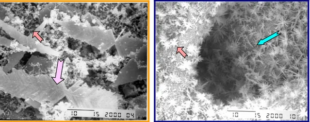 Figura 5.5.2.A e 5.5.2.B.  Pulizia del fiore - 2000 ingrandimenti  Dalle immagini si osserva che: 