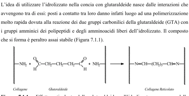 Figura 7.1.1 - Effetto reticolante della glutaraldeide sull’idrolizzato per mezzo della 