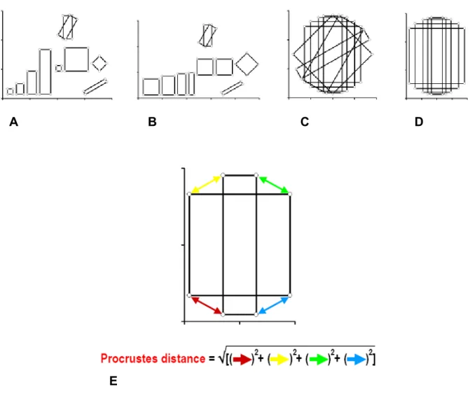 Fig. 1.1  In alto: Schematizzazione del metodo di superimposizione di Procuste. (A) Vengono raccolte le coordinate dai 