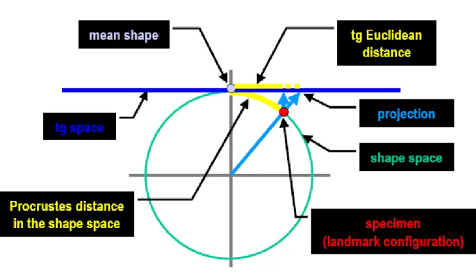 Fig. 1.2  Rappresentazione dello spazio delle forme di Kendall, approssimato da uno spazio euclideo tangente lo