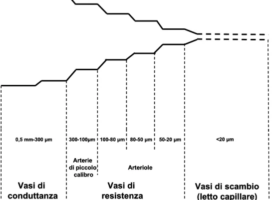 Figura 2.1 . Schematizzazione anatomica della circolazione coronarica. I vasi di resistenza si  dividono in due distretti, quello delle arterie di piccolo calibro e quello delle arteriole, a loro volta  suddivise in arteriole di grandi, intermedie e piccol