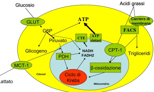 Figura 4.2. Principali vie metaboliche del metabolismo miocardio. (GLUT=trasportatori di  glucosio; G6P= glucosio-6-fosfato; PDH=piruvato deidrogenasi; CTE= catena di trasporto  degli elettroni; CPT-1= carnicina-palmitoil-transferasi-1; FACS= fatty acids t