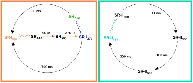 Figura 1.6. Fotocicli di SR-I e SR-II. Le frecce ondulate rappresentano transizioni