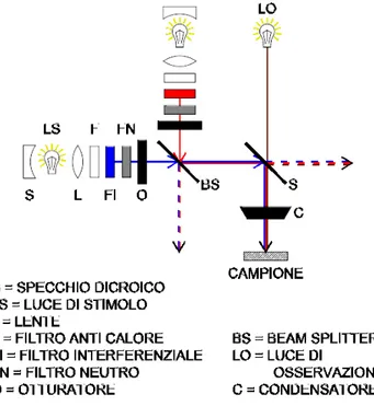 Figura 2.2. Schema di funzionamento del dispositivo di stimolazione luminosa.