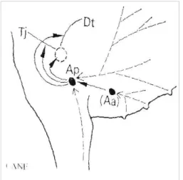 Fig. 1.4: Linfocentri dell’arto toracico (da Nickel,