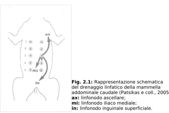 Fig. 2.1: Rappresentazione schematica