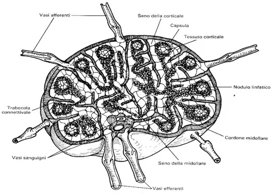 Fig.   1.1:  Schema   anatomico   di   un   linfonodo   di   carnivoro   (da   Pelagalli,   Botte: