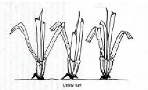 Figura 1 Tappeto erboso funzionale (Turgeon, 1980) 