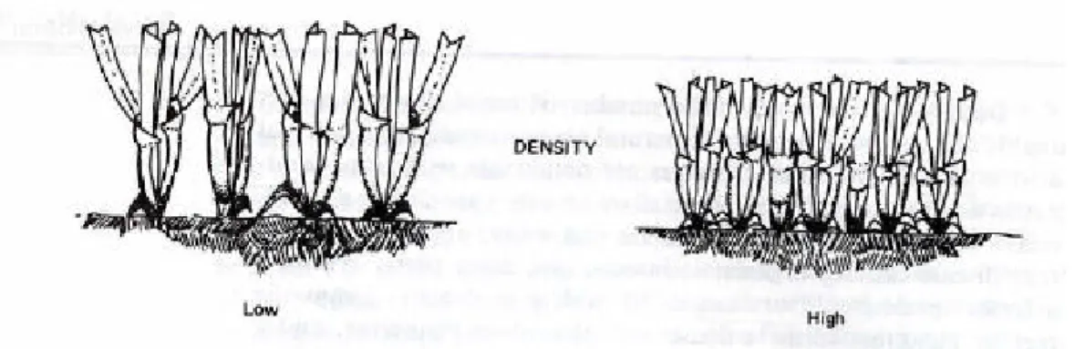 Figura 4 Densità (Turgeon, 1980) 
