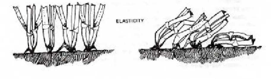 Figura 7 Elasticità (Turgeon, 1980).
