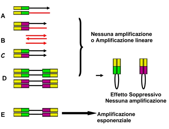 Figura 3: Rappresentazione schematica della tecnica della SSH. 