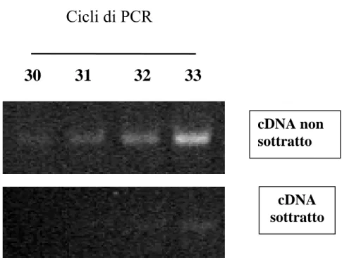 Figura  4  prova di sottrazione mediante PCR della libreria forward. CDNA 