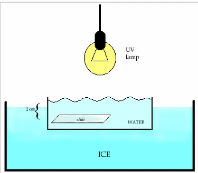 Figura 2.1: Schema della  collocazione dei vetrini sotto  lampada UV per l’impregnazione  argentica