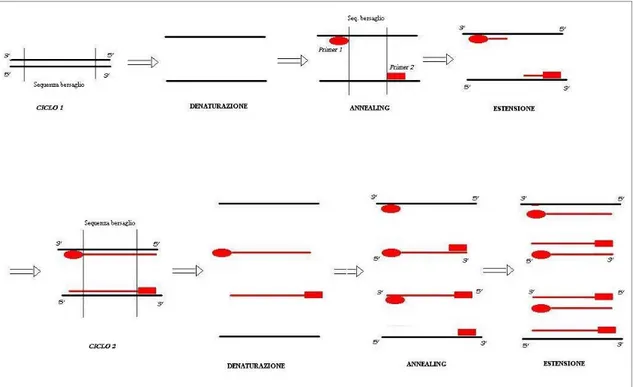 Figura 2.2: La reazione a catena della polimerasi (2 cicli).  Il filamento-stampo viene denaturato; i 