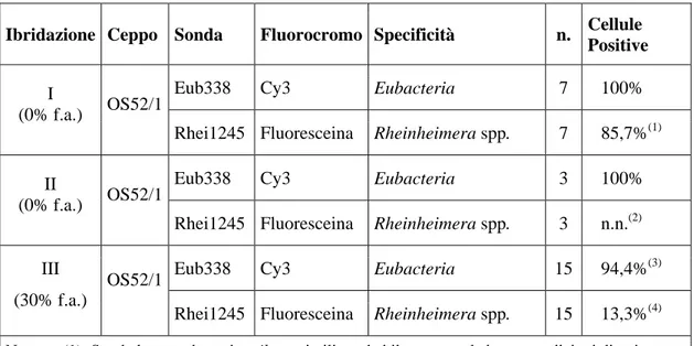 Tabella I.5: Ibridazioni con sonda specie-specifica (Rhei1245) per l’identificazione del simbionte 