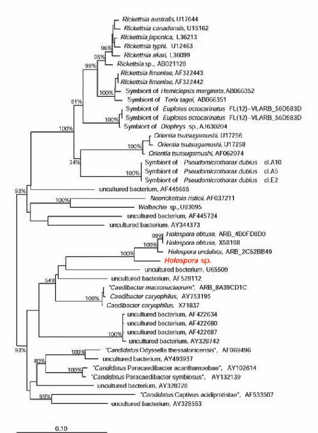 Figura II.1: Cladogramma filogenetico di una selezione di specie di  α-proteobatteri appartenenti alle  famiglie  Rickettsiaceae ed Anaplasmataceae (clade in alto), ed Holosporaceae (clade in basso)  dell’ordine  Rickettsiales (per dettagli si rimanda al p