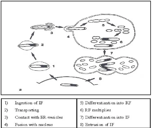 Figura II.2: Ciclo vitale (di “tipo I”) di un batterio del gen. Holospora (adapted from Görtz, 1996)