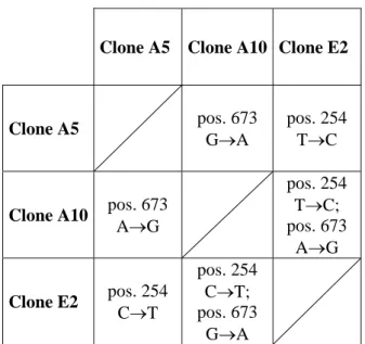 Tabella III.2: Differenze nucleotidiche fra le sequenze dei cloni A5, A10 ed E2 trasformati con  amplificato del 16S rDNA del simbionte di P