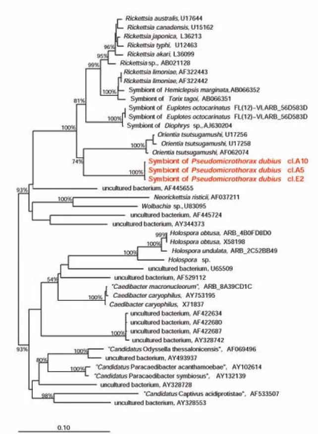 Figura III.1:  Cladogramma filogenetico di una selezione di specie di α-proteobatteri appartenenti alle  famiglie  Rickettsiaceae ed Anaplasmataceae (clade in alto), ed Holosporaceae (clade in basso)  dell’ordine  Rickettsiales (per dettagli si rimanda al 