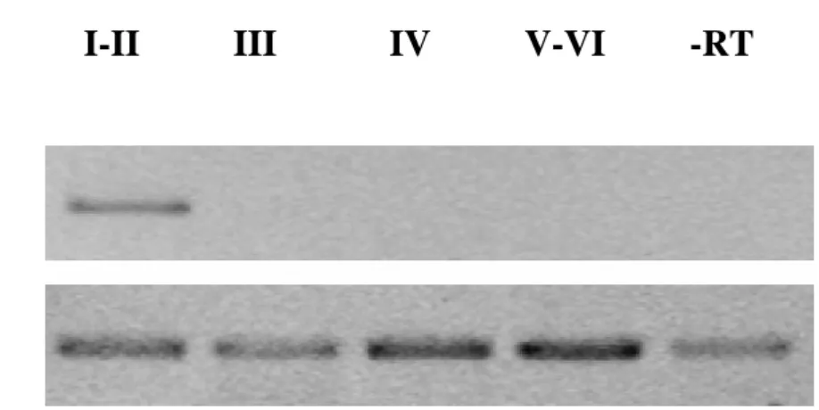 Figura 12 Esperimenti di RT-PCR eseguiti  su ovociti a differenti stadi di sviluppo della  specie parentale R