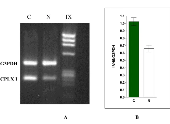 Fig. 17  A)  RT-PCR relativa e B) Livelli di espressione relativa del trascritto di  CPLX 1; il gene costitutivo non ha mostrato differenze significative tra controllo e  trattato; i segnali gene-specifico sono stati normalizzati con i segnali  corrisponde