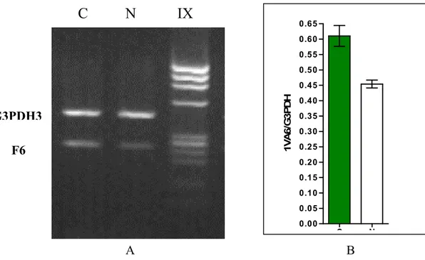 Fig. 19  A)  RT-PCR relativa e B) Livelli di espressione relativa del trascritto di  F6; il gene costitutivo non ha mostrato differenze significative tra controllo e  trattato; i segnali gene-specifico sono stati normalizzati con i segnali  corrispondenti 
