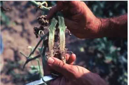 Foto  1.3  Sintomi  di  imbrunimento  del  tessuto  xilematico  in  una  pianta di melone infetta da F