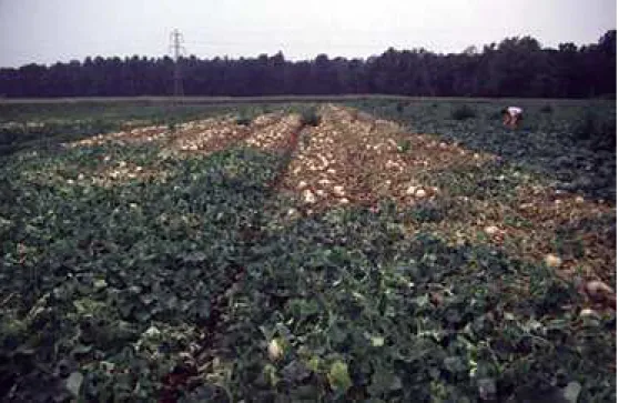 Foto  1.6  Danni  alla  coltivazione  di  melone  in  pieno  campo  provocati  dal  Fusarium 