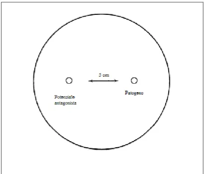 Figura 3.10 Schema illustrante le distanze di inoculo utilizzate  per la prova volta all’osservazione dei coilings 