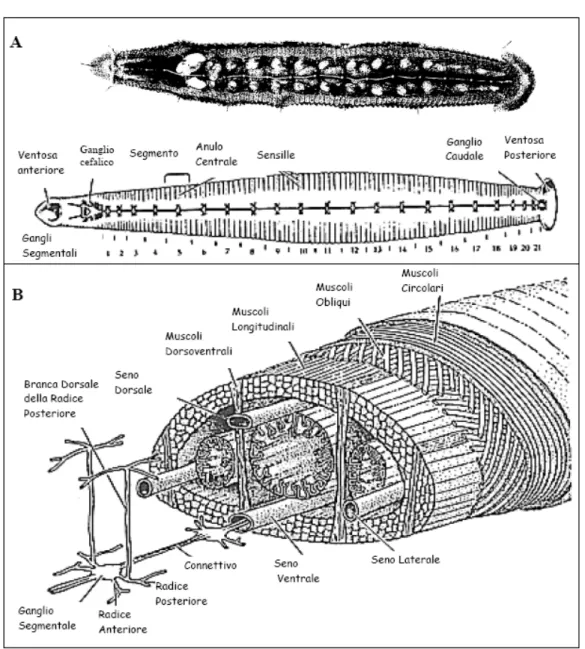 Fig. 5: (A) Segmentazione del corpo della sanguisuga H. medicinalis. Sopra:  sanguisuga dissezionata ventralmente; Sotto: schema della segmentazione  metamerica e disposizione del sistema nervoso