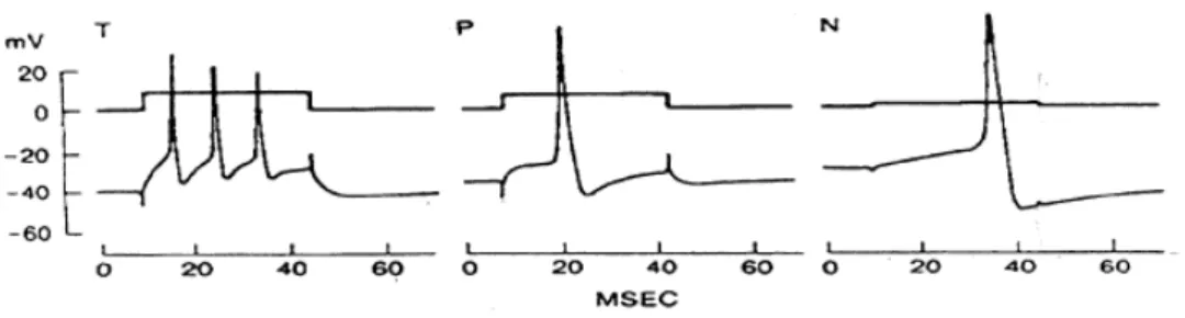 Fig. 7: Registrazioni intracellulari dei potenziali d’azione dei neuroni sensoriali T,  P e N (tracce inferiori), ottenute iniettando impulsi di corrente depolarizzante  (tracce superiori) tramite un microelettrodo (da Nicholls J