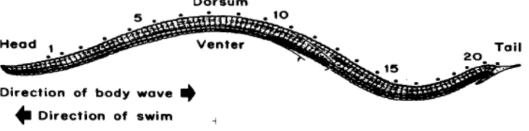 Fig. 11: Movimenti ondulatori di tipo sinusoidale che si verificano durante il  nuoto