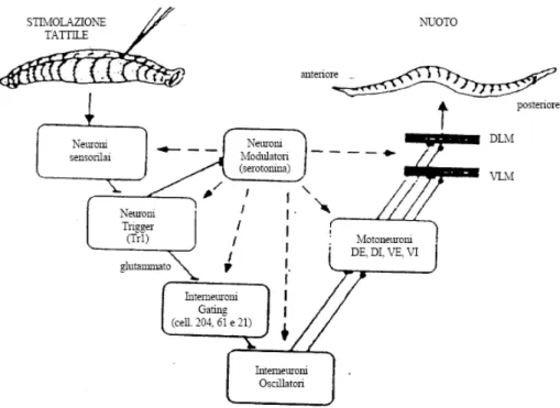 Fig. 12: Rappresentazione schematica del circuito del nuoto. Spiegazione nel  testo. (Modificato da: Brodfuehrer P
