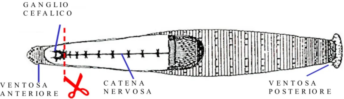 Fig. 15: Disegno schematico di H. medicinalis illustrante il livello della sezione 