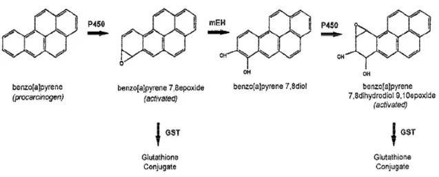 Fig. 23. Reazioni catalizzate dai citocromi P450 e dall’Epossido Idrolasi (mEH). 